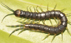Resultado de imagen de Scolopendra cataracta