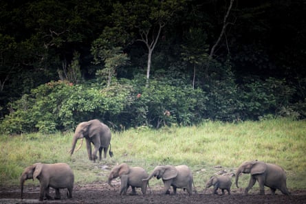 A line of elephants, including a baby, walk through mud with trees in the background.