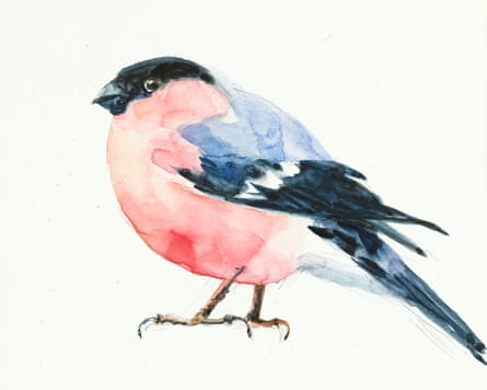Painting of a bullfinch