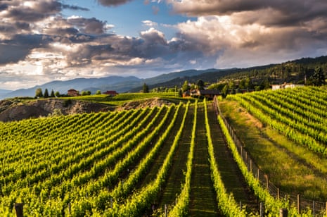 Vineyards in the Okanagan Valley.