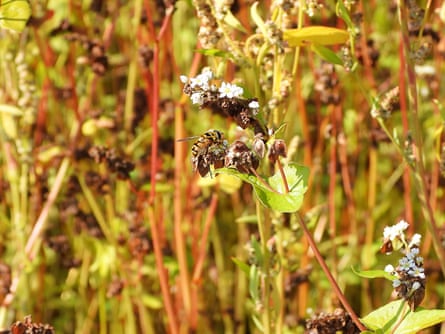 Een batmanzweefvlieg (Myatropa florea) voedt zich eind augustus met boekweitbloemen