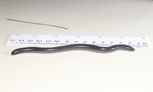The 10cm-long amphibian Dermophis donaldtrumpi