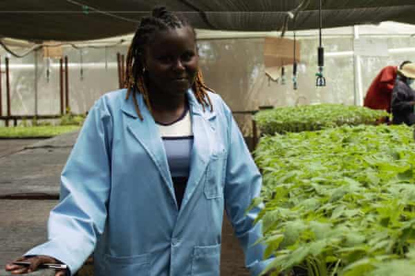 Kenya to use solar panels to boost crops by 'harvesting the sun twice' | Global development | The Guardian