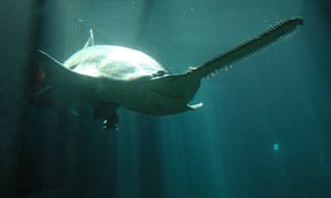 Australian scientists have developed a cutting-edge test that could give the critically endangered largetooth sawfish a better chance of survival, by testing large bodies of water for its DNA.