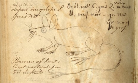 An Eccentric Naturalist’s notes ... a page from Constantine Rafinesque’s field notebook showing (clockwise) the ‘big-eye jumping mouse’.