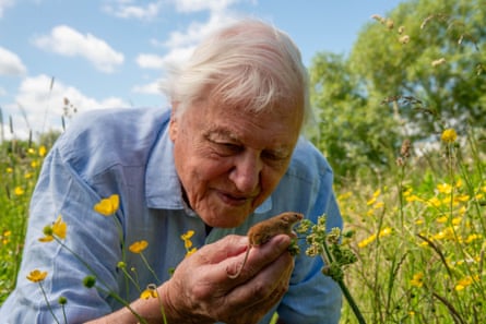 David Attenborough holding a tiny harvest mouse in a meadow