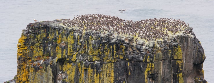 ‘It’s a monster task’: can culling ferrets and rats save one of the UK’s largest seabird colonies? Guillemots on a sea stack on Rathlin Island.Photograph: Arthur Morris/Getty Images