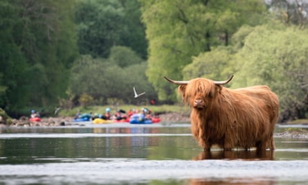Highland cattle look slightly put out to be sharing the river with packrafters.