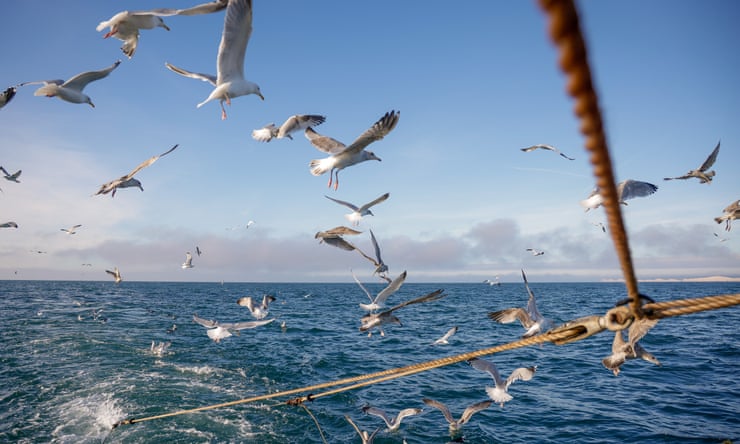 Norway rules out fish farm ban despite ‘existential threat’ to wild salmon Norway rules out fish farm ban despite ‘existential threat’ to wild salmon