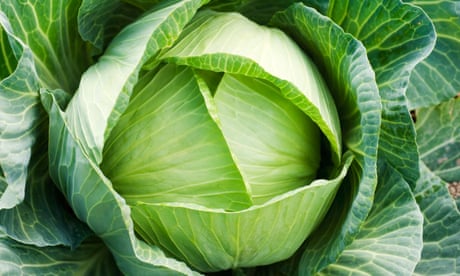 ‘Brassicas make up the mainstay of our winter eating.’