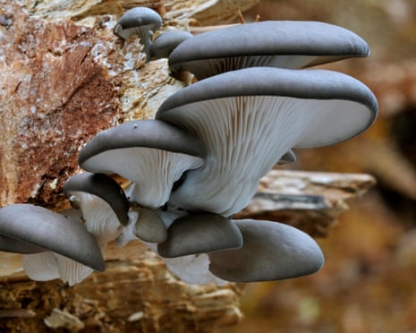 Oyster mushroom (Pleurotus ostreatus) growing on a tree trunk in a forest.