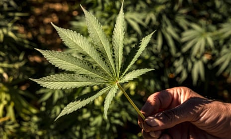large cannabis leaf being held