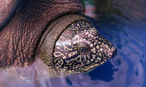 Close-up of the head and pattern of the Rafetus swinhoei turtle.