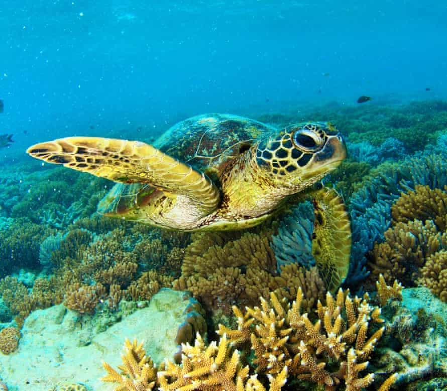 A turtle swimming above coral in the Whitsundays.