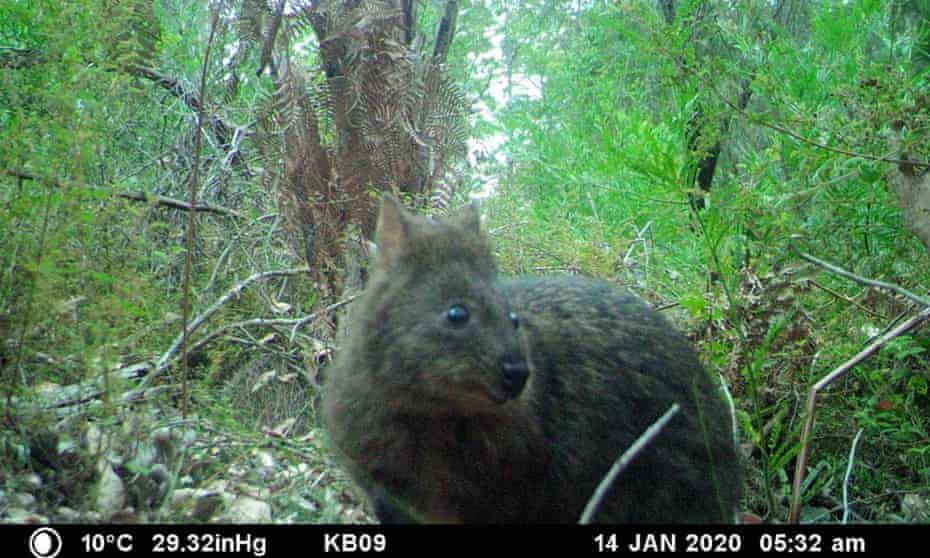 A quokka is photographed on a camera trap near Northcliffe in Western Australia. Five years after a severe bushfire nearly wiped out the area’s quokka population, research indicates they may not fully recover for more than a decade. 
