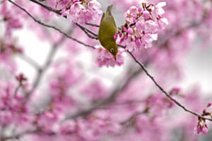 A Japanese white-eye, also known as a mejiro, drinks the nectar of a cherry blossom in Tokyo, Japan
