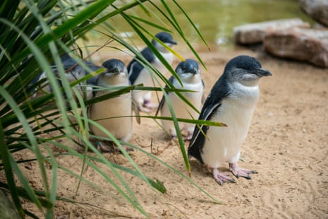 Little penguins are among numerous species at very high risk from deadly H5N1