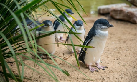 Little penguins.