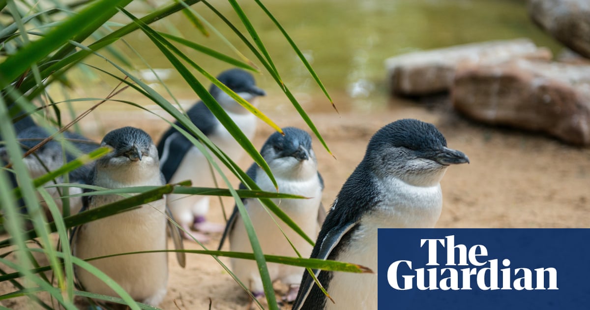 Penguins and dolphins among nearly 400 Australian species under threat from bird flu as ‘true extent of disaster’ revealed