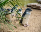 Penguins and dolphins among nearly 400 Australian species under threat from bird flu as ‘true extent of disaster’ revealed