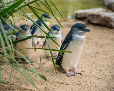 Penguins and dolphins among nearly 400 Australian species under threat from bird flu as ‘true extent of disaster’ revealed Penguins and dolphins among nearly 400 Australian species under threat from bird flu as ‘true extent of disaster’ revealed
