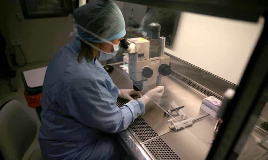 An embryologist fertilises embryos
