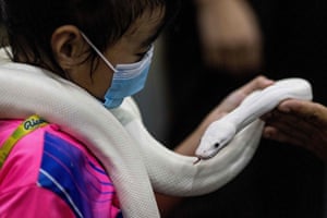 A girl handles a ball python at a pet expo in Bangkok, Thailand