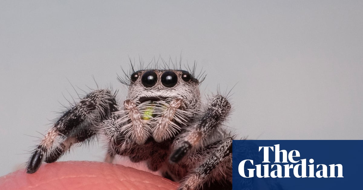 ‘Web puppies’: how these tiny jumping spiders became a social media sensation