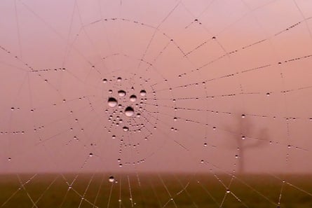 Cobwebs covered with dewdrops as a pink fog enveloped the countryside at sunrise, Dunsden, Oxfordshire.