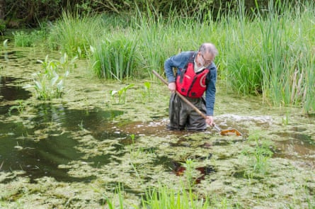 Will Watson fishes out water beetles