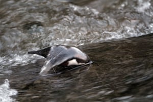 A European dipper (Cinclus cinclus) feeding in a stream