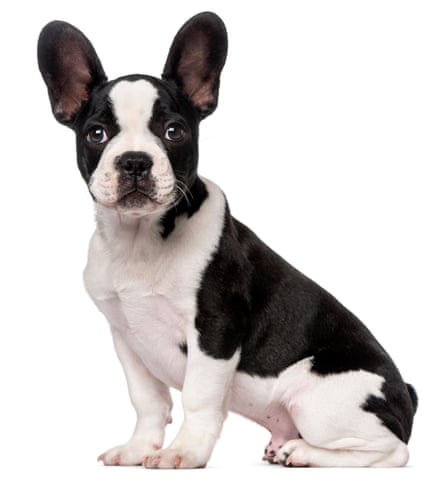French Bulldog puppy (3 months old) against white background