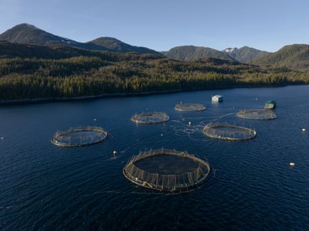 An Atlantic salmon net pen fish farm in Kitasoo/Xai’xais traditional territory.