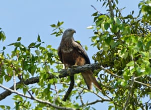 Red kite in tree