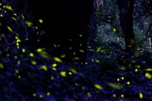 Fireflies glow yellow in the dark of a woodland