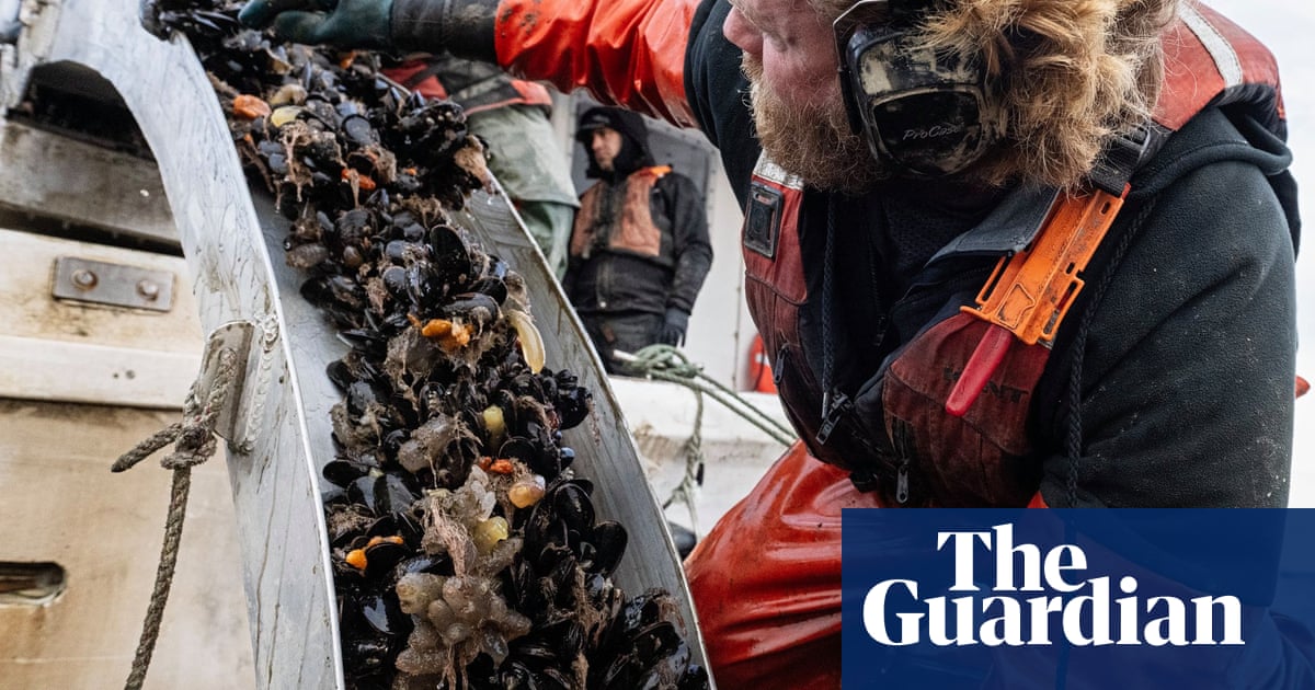 Something in the water: how kelp is helping Maine's mussels boom