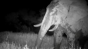 A lone male elephant has been captured on camera in Senegal’s Niokolo Koba National Park for the first time in years. Sightings are rare due to the species’ elusive behavior and small population, making it near-mythical and earning it the name ‘Ghost Elephant’. The elephant population is critically low, with this male being the only elephant that has been photographed or filmed since 2020 thanks to camera traps set up by Panthera and DPN field teams. There is hope as the ghost elephant sighting has sparked discussions on what can be done to protect the elephant and increase the population