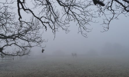The Oxfordshire countryside, near Playhatch, was carpeted in a thick fog on Friday.