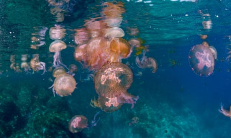 Mauve stinger jellyfish bloom