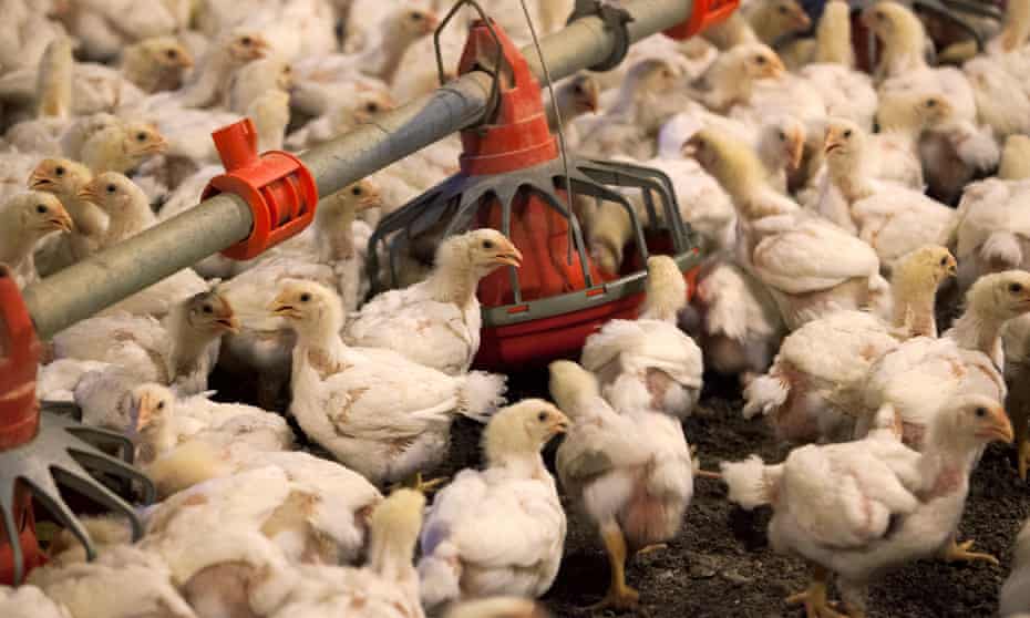 Mechanised chicken farming