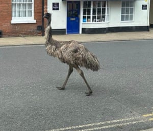 Em mais notícias de fuga, a polícia de Suffolk foi chamada quando emus fugitivos foram encontrados na rua principal de Hadleigh, Reino Unido. Os emus estavam perseguindo crianças e não estava claro de onde eles escaparam.
