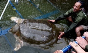 A Yangtze giant softshell turtle.