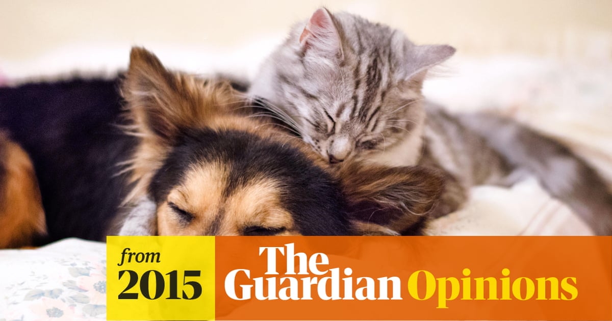 Why don't dogs like cats? You asked Google – here's the answer | John  Bradshaw | The Guardian