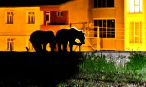 Filhotes de urso pardo comendo lixo de lixeiras em frente a uma fileira de casas em Kars, Turquia