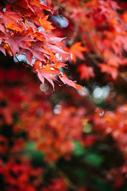 Acer’s autumn colour at Westonbirt