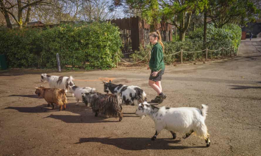 The Nigerian Dwarf Goats and Pygmie goats have really missed the human interation they would usually. have with visitors. They are one of the few species where visotors ARE enbcouraged to pet and stroke them. They really enjoy the stimulation.
