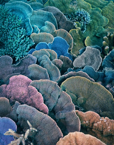 Coral near Heron Island, Queensland, Australia.