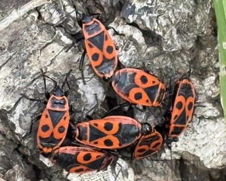 Country diary: A bug bacchanalia on an old lime tree | Kate Blincoe