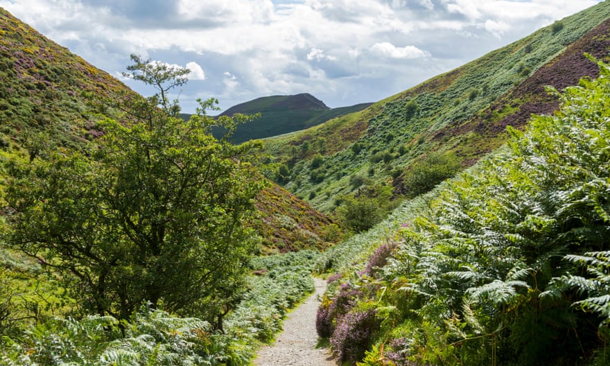 A sunny path lined with ferns and heather the Carding Mill Valley, on the Long Mynd ridge, near Church Stretton, Shropshire
