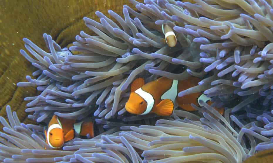 Fish swimming through the coral on Australia’s Great Barrier Reef. Coral reefs are worth £6.2tn a year according to the ‘Earth Index’.